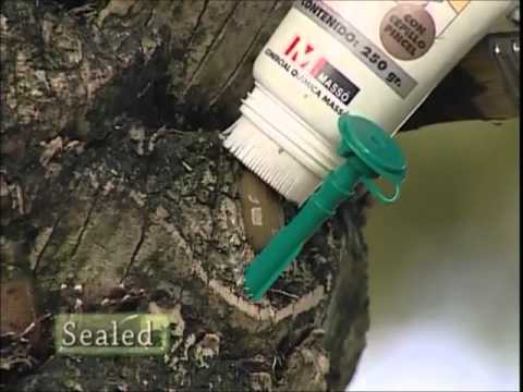 comment traiter palmier contre papillon