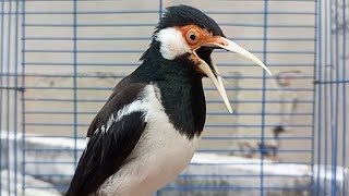 Download lagu Pancingan Jalak Suren Gacor Mompa Full Variasi - Masteran Suara Burung Jalak Gacor Full Isian Mewah mp3 Download lagu Pancingan Jalak Suren Gacor Mompa Full Variasi - Masteran Suara Burung Jalak Gacor Full Isian Mewah mp3