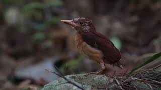 アカショウビン巣立ち、サンコウチョウ巣作り(動画あり)