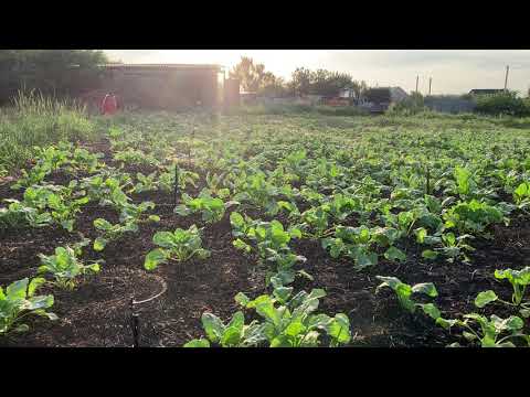 Стойка для мини-спринглеров Presto - фото 1 - id-p2831784154