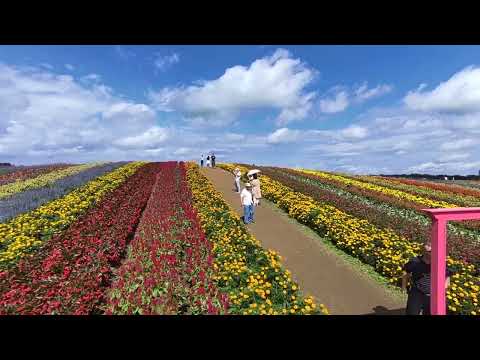 園芸 マルケイサックの空中庭園 (24)