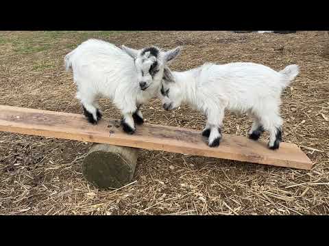 У кого отличное чувство равновесия?