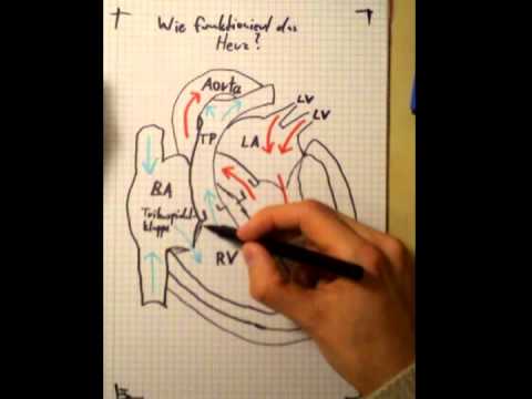 DIE HERZFUNKTION 1/2 - Helge erklärt die Welt