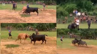 Tso nyuj sib nraus khub 2, khub 4 nyob ບ້ານ ໂພນໂຮມ hnub tim 30-5-25 zoo saib heev.