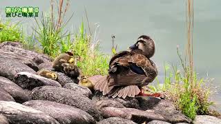 野鳥の身近な暮らし さっき孵ったばかりのカルガモのヒナたち 20250522
