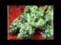 Da Brat Feat. Krayzie Bone - Let's All Get High (Uncensored)