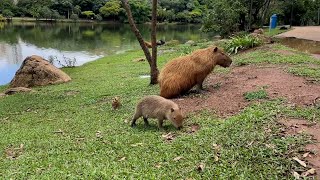 Ciência SP | Aproveitamento de resíduos a partir de enzimas intestinais de capivaras