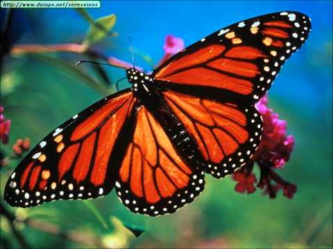 Soaring Butterflies - Kevin Wyatt-Stone
