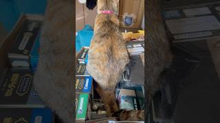 探し物してたらなんか猫に乗られたw #猫 #cat
