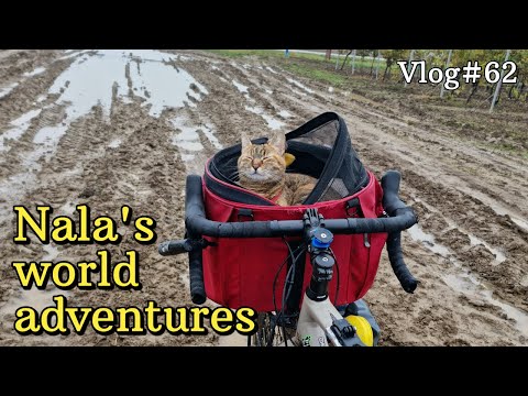 Nala cat's muddy bike adventure in CROATIA 😻❤️  VLOG #62