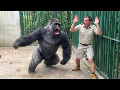 When Animals Go On A Rampage And Got Caught On Camera
