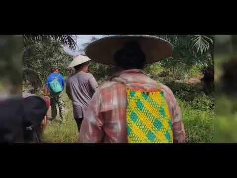 Baram Paong Upper River