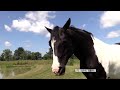 FarmersOnly.com: Horsin' Around Online -- Join FarmersOnly.com for free!