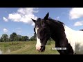 FarmersOnly.com: Horsin' Around Online -- Join FarmersOnly.com for free!