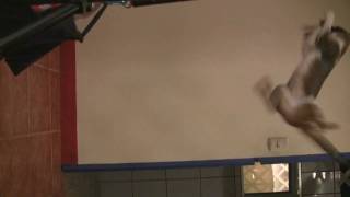 That evil look that the cat gives the camera after catching the bat might be the sign of the devil.