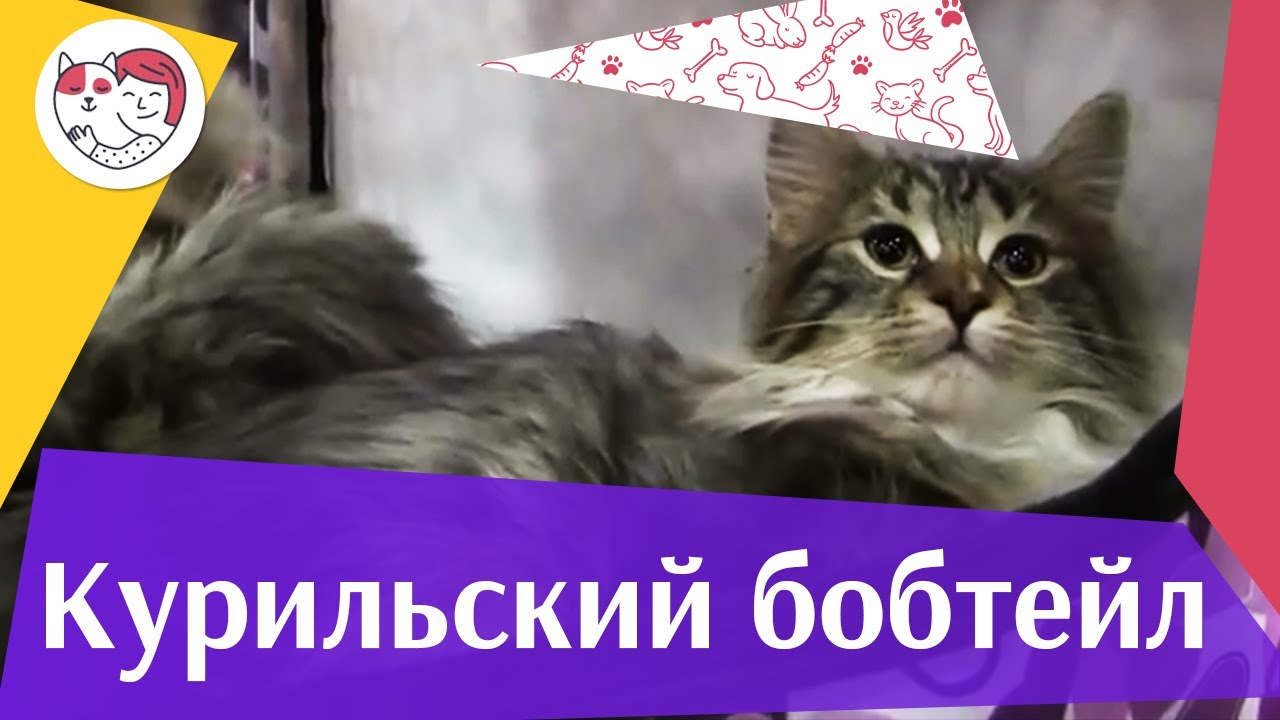 КОШКИ КУРИЛЬСКИЙ БОБТЕЙЛ ЗООШОУ 2016 НА ilikepet