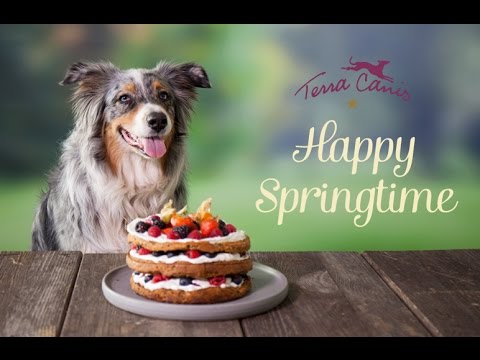 Terra Canis Spring Cake For Dogs | DIY | Dog Eats Cake