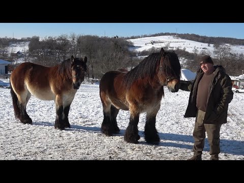 Caii lui Dan Visa de la Saradis, Cluj - 2026 Nou!!!