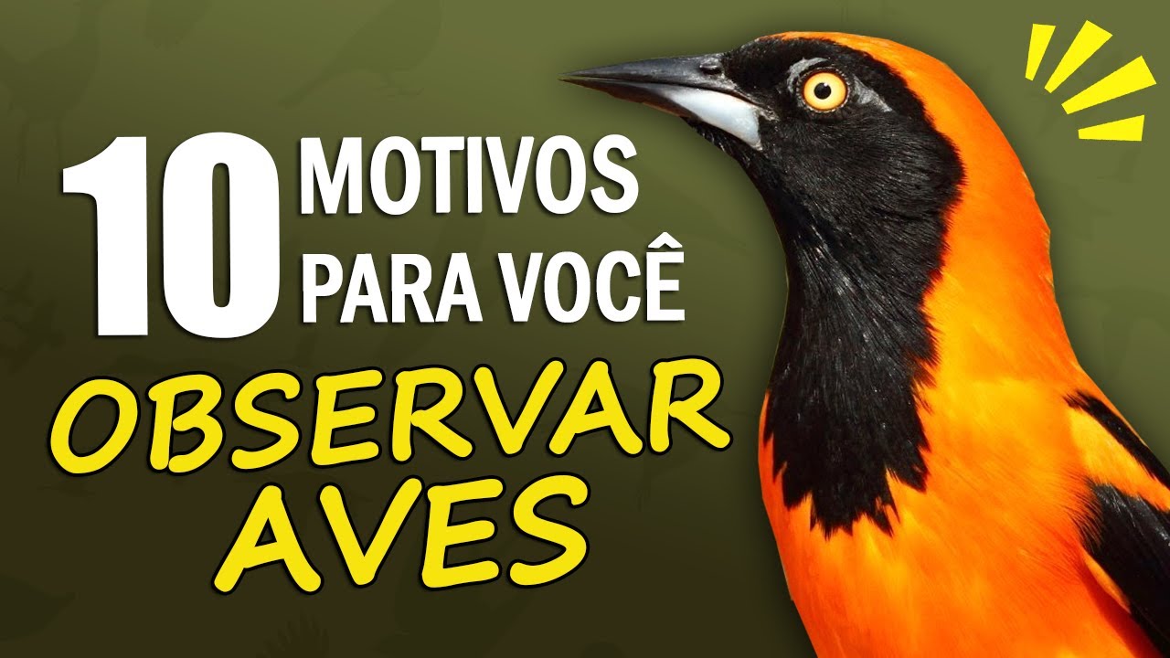 10 MOTIVOS PARA VOCÊ OBSERVAR AVES | Por que observar pássaros é tão bom?