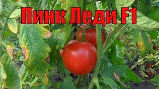 Вкус и аромат томата Шеди леди
