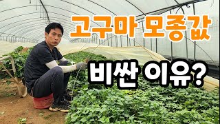 고구마 모종값 비싼 이유? 적당히 심으셔야!