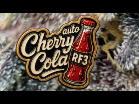 Preparation Autoflower World Cup Cherry Cola RF3
