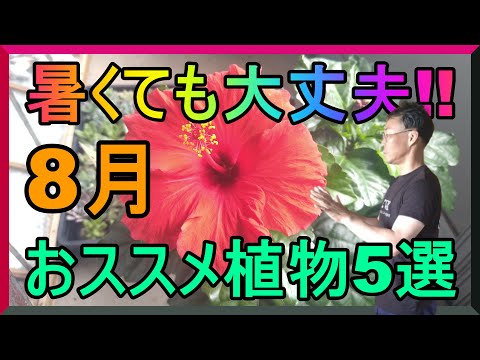旧暦: 2022 年 8 月の月を使ってガーデニングをするには?  庭園