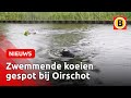 Inwoners Oirschot opgeschrikt door zwemmende koeien | Omroep Brabant