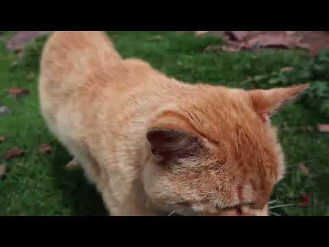 Guaca Santander 🇨🇴 Un hermoso pueblito en la provincia García Rovira en Santander 🇨🇴 