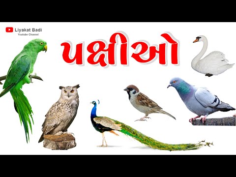પક્ષીઓના નામ અને અવાજ | Birds Name And Sound | Kids Video by Liyakat Badi