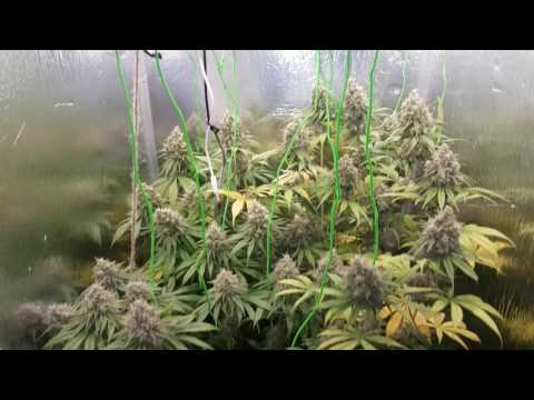 Spliff Seeds video