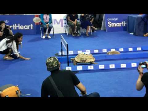 di-luar-dugaan-kura-kura-ini-salip-kelinci-di-lintasan