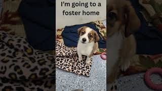 Video preview image #1 Australian Shepherd-Unknown Mix Puppy For Sale in Emmett, ID, USA
