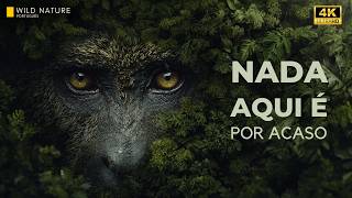 Mata Atlântica — Onde a Vida Segue Regras Invisíveis | Documentário Completo