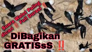 Download lagu GRATIS‼️FULL DURASI‼️ SP. Sinar Walet Original 'SUARA PANGGIL BURUNG WALET' @Dsbr_production mp3