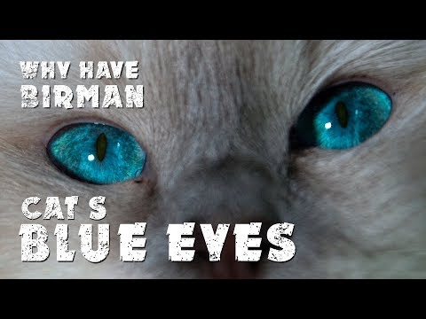 Why have Birman cats blue eyes | Awesome cats | Cat's diary