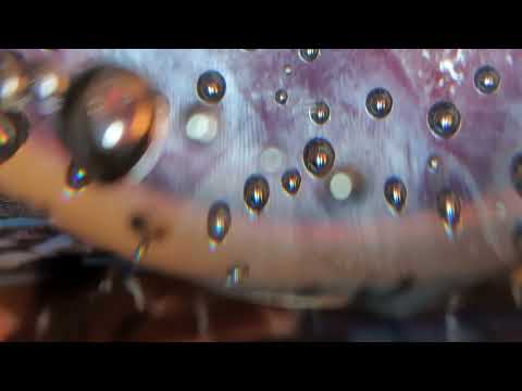 cygnux x positron '03 + surgeon spider