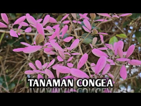 Mengenal Tanaman Congea | BUTANI CHANNEL