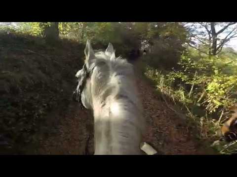 Parforsní hon_foxhunting_Schleppjagd_MARTINICE-DRAHENICE_03