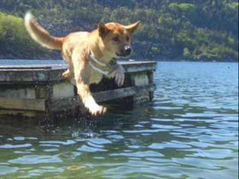 R.E.N.O.I.S.E. - Dead Wishes [Global Selection]