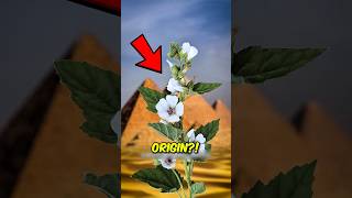 Marshmallows Got Their Name From THIS?! 😳🍡