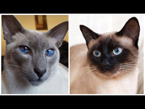 12 Interesting Siamese Cat Facts