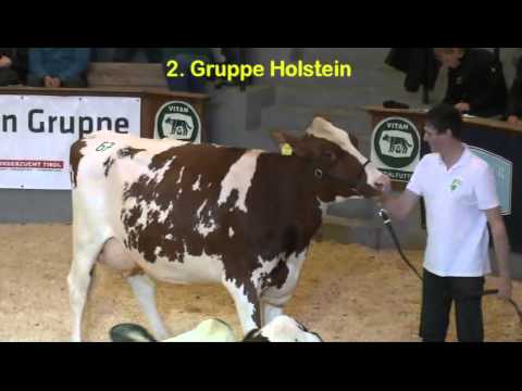 Milchviehshow  Wels 23.11.2013