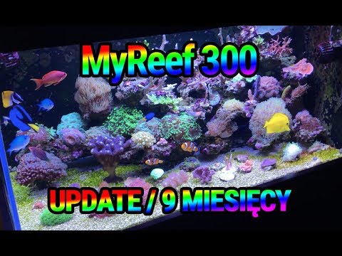 (146) MyReef 300 / Update 9 miesięcy - Akwarium morskie - Reef aquarium