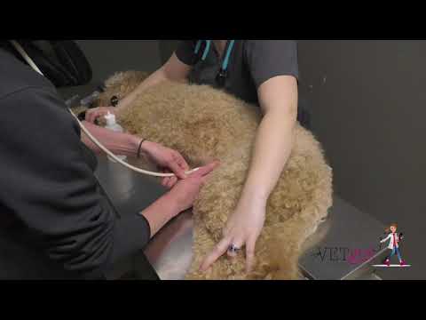 How to perform a AFAST abdominal ultrasound in a dog | VETgirl Veterinary CE Videos