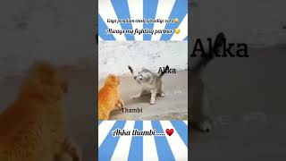 Download lagu #akka thambi fighting#treanding akka thambi love#comedy videos#cat#😂 mp3