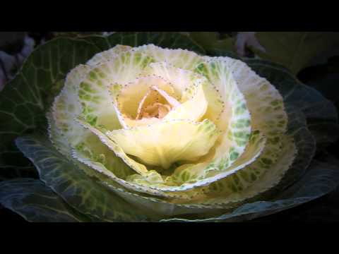 Opwekking 266 Heer U leidde mij in de wildernis