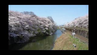 preview picture of video '山形市霞城公園 桜満開-3'