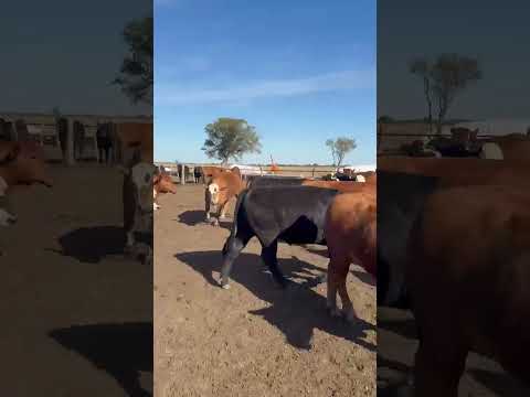 Casnem - Gordo - 25/30 nov y vq  - 390/400 kg netos  - Monte Cristo, Córdoba