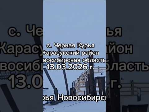 Уничтожение домашнего скота 13.03.2026 г. с.Черная Курья, Карасукский рн, Новосибирская область.